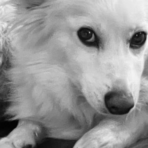 Meet your Posher, Peter